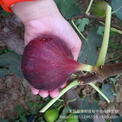 Figs Guomiao South plant Fruit tree Guomiao Then Result Fig seedlings Potted plant Fruit tree seedlings