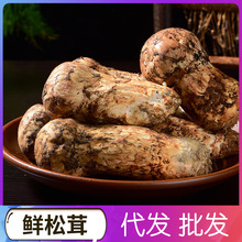 ���� ���������Ұ�����a������ʳ��Matsutake������ӳ����