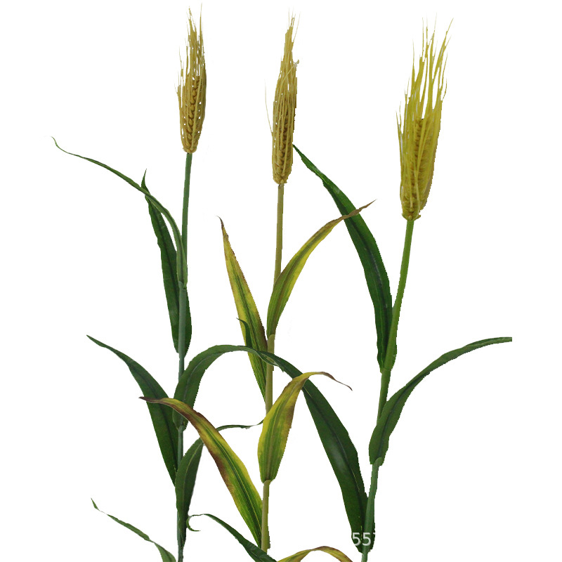 XRB-137 单枝小麦6叶1穗1米 (5).jpg