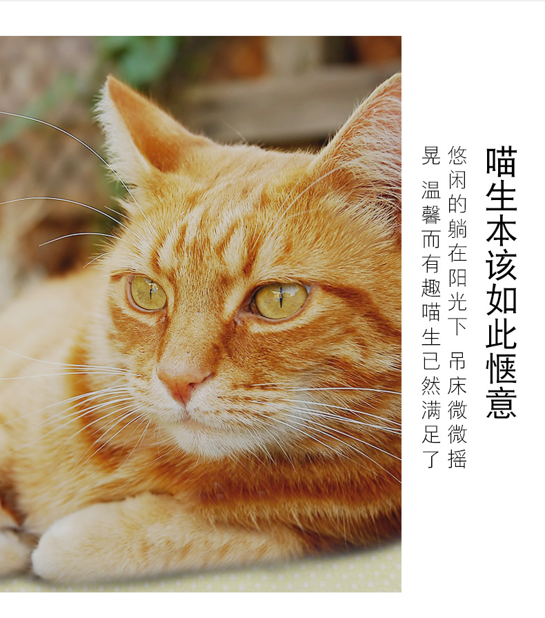 猫吊床_08.jpg