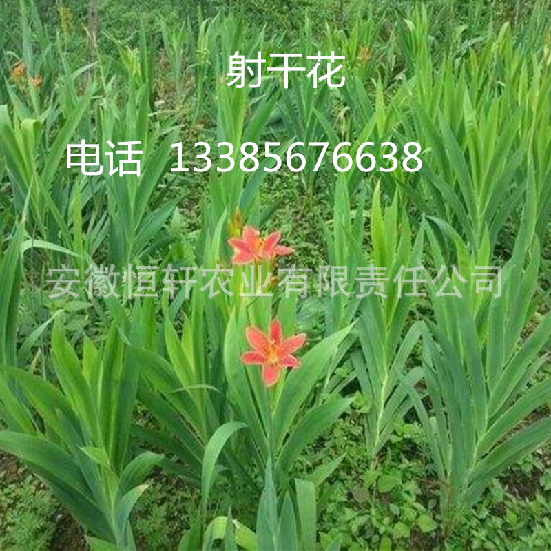 QQ图片20200207095736