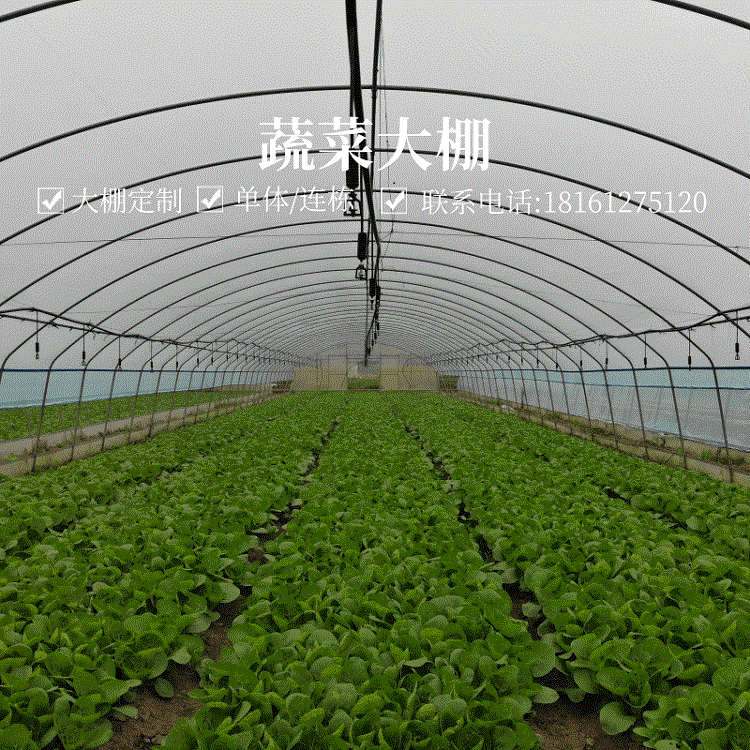 温室大棚 蔬菜大棚 薄膜温室 热镀锌骨架 薄膜单体农用养殖大棚