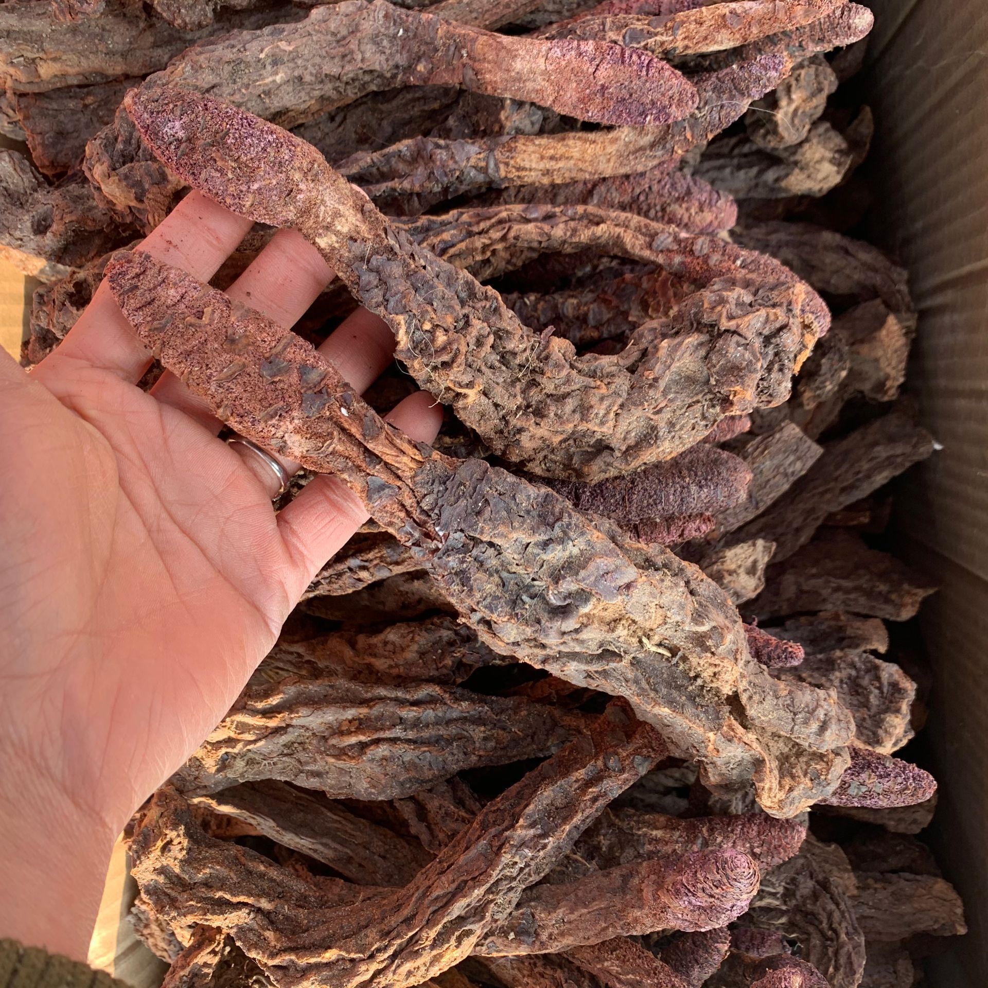 Cynomorium Songaricum Sliced Suo Yang Dried Herb for Herbal Wine and Decoctions 500g quality and texture