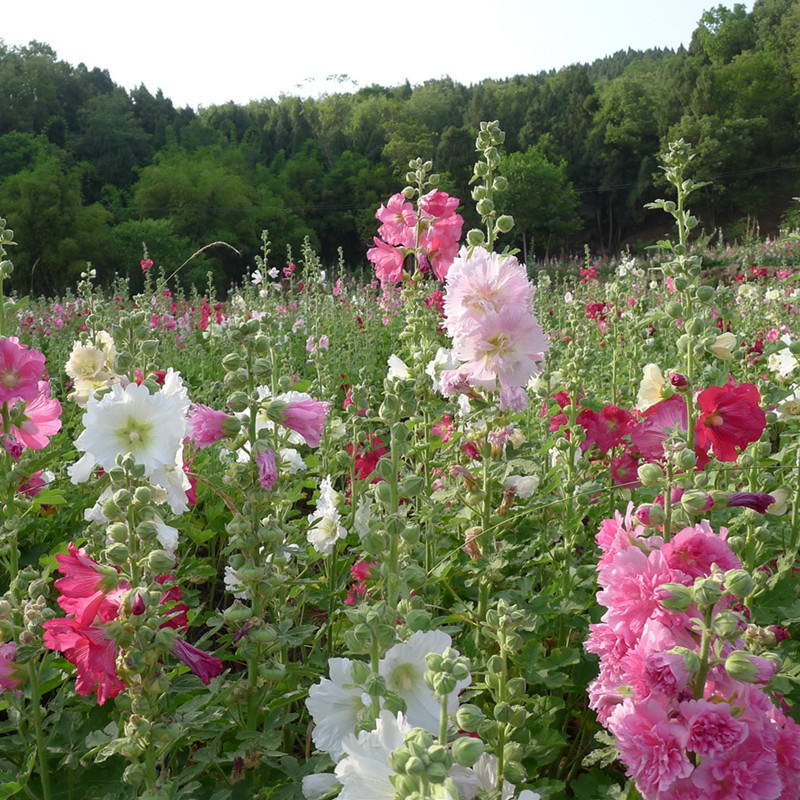 蜀葵花籽重瓣壹丈紅花種子四季種開花易活蜀葵種子多年生庭院室外