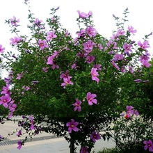 ��Ʒľ�ȷN�Ӽt��ľ���ذ� ���� �G���е���ľ��ľֲ��N