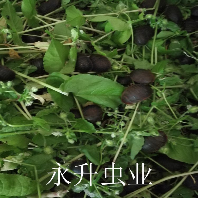 21土元养殖图片