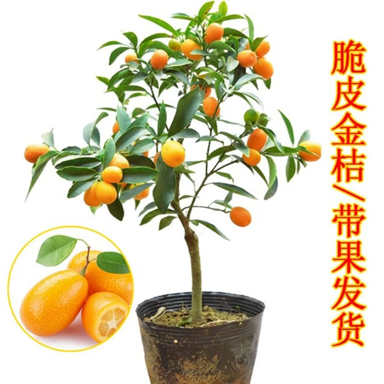 Рассада Кумквата Фруктовые деревья Фруктовые саженцы В горшке Открытый балкон Четыре сезона Съедобные Хрустящие саженцы Кумквата без косточек
