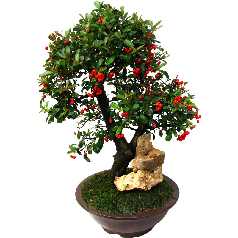 火棘盆景老桩树苗矮霸大型室内小庭院果植物树桩满堂红吉祥果盆栽|ms
