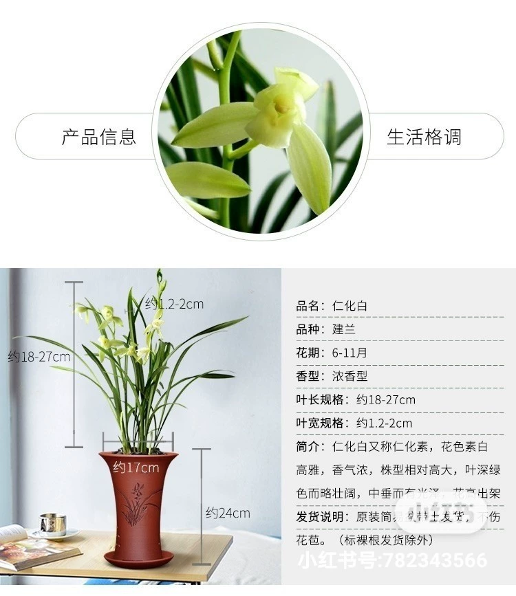 Семена орхидей, белые орхидеи, орхидеи для всех сезонов, комнатные цветы для гостиной и офиса в горшках, рассада цветов, комнатные зеленые растения