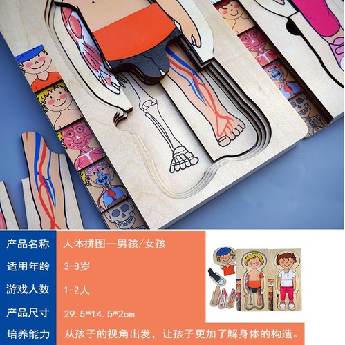 Solid wood multi-layer boy and girl human body structure puzzle kindergarten structure early education teaching aids laser burr-free