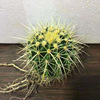 [Base direct supply] Primary color Jin Hu polynuts, fairy ball fairy palm indoor office small potted plants