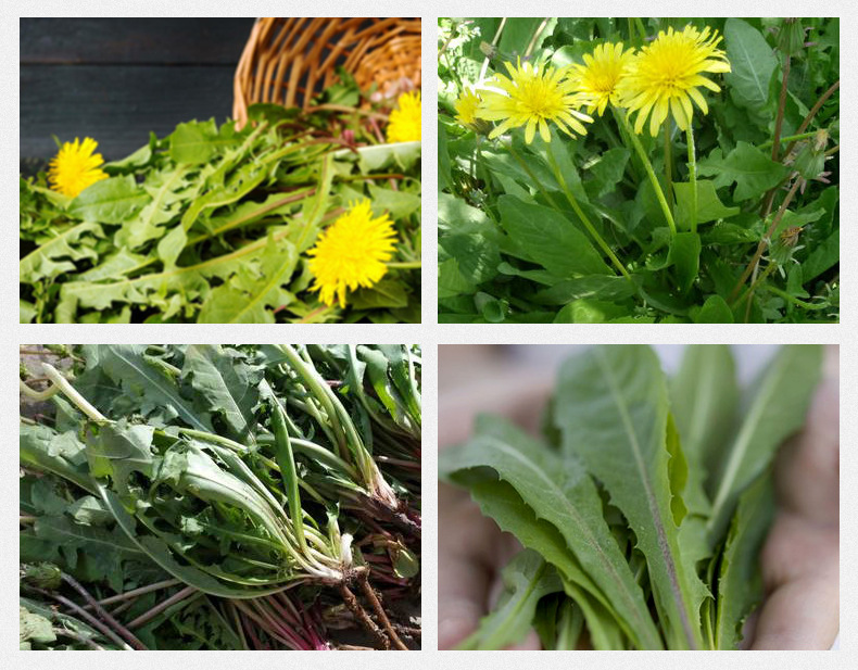 Dandelion Root Tea Bulk Loose Dried Pu Gong Ying Herbal Infusion 500g preparation