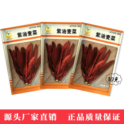 鳳鳴雅世 質嫩清香陽台盆栽春季蔬菜種孑 紫紅色油麥菜種子 10克