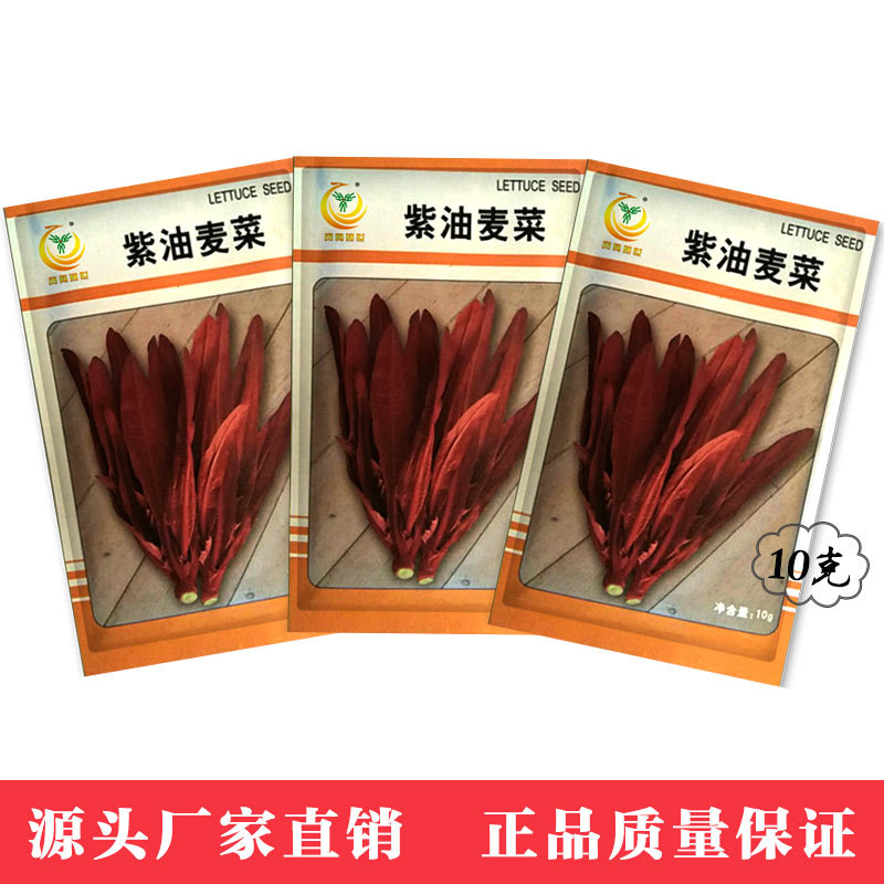 鳳鳴雅世 質嫩清香陽台盆栽春季蔬菜種孑 紫紅色油麥菜種子 10克