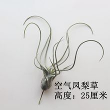 创意北欧风仿真植物假多肉绿植盆栽居客厅室内窗台店铺