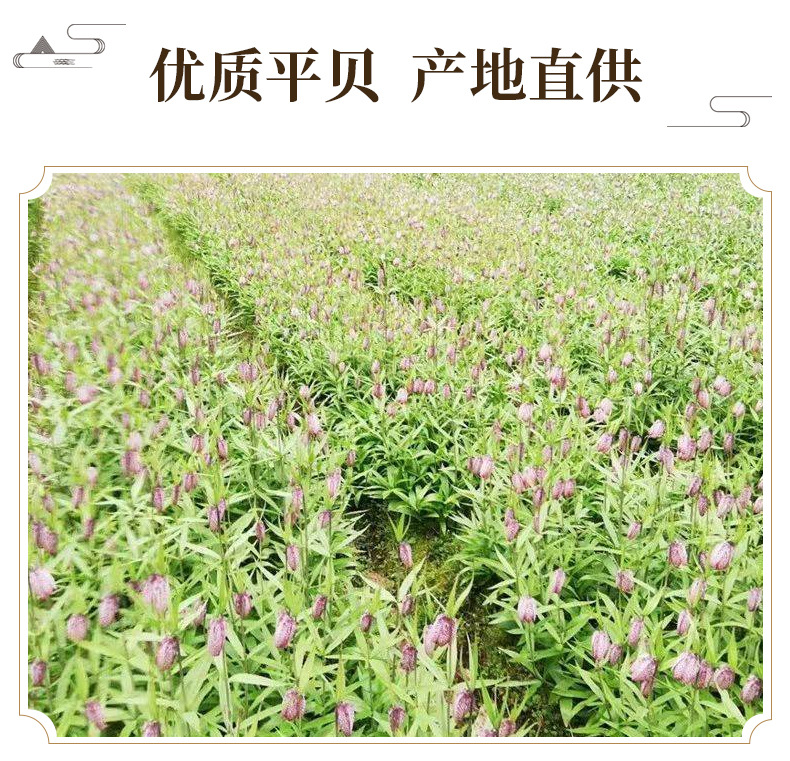 Xiao Ping Bei Fritillaria Dried Bulbs 500g Traditional Chinese Herb for Decoction and Culinary Use key features