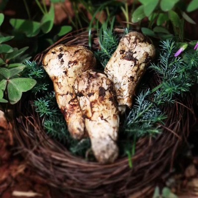 2斤装 一级 香格里拉新鲜松茸 现货顺丰包邮野生食用菌类一件代发