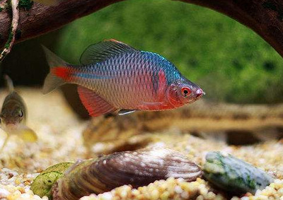 wild living thing Cold water Watch tool Colorful small-scale Native Next to the skin freshwater