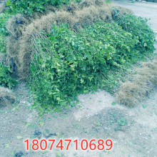 茉莉花苗 茉莉花苗品牌 图片 价格 茉莉花苗批发 阿里巴巴