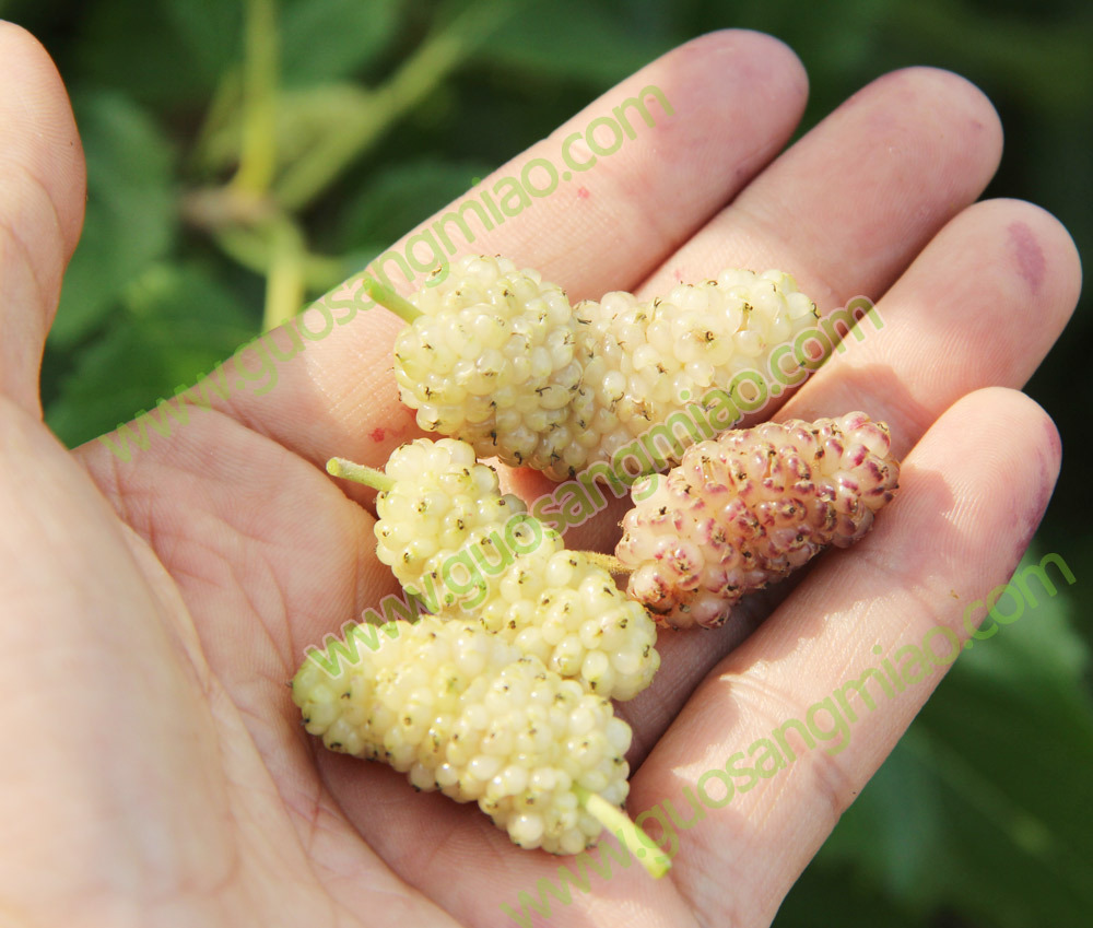 White jade Mulberry fruit White jade Mulberry Fruit tree seedlings Big white Mulberry Breed North Mulberry Sapling