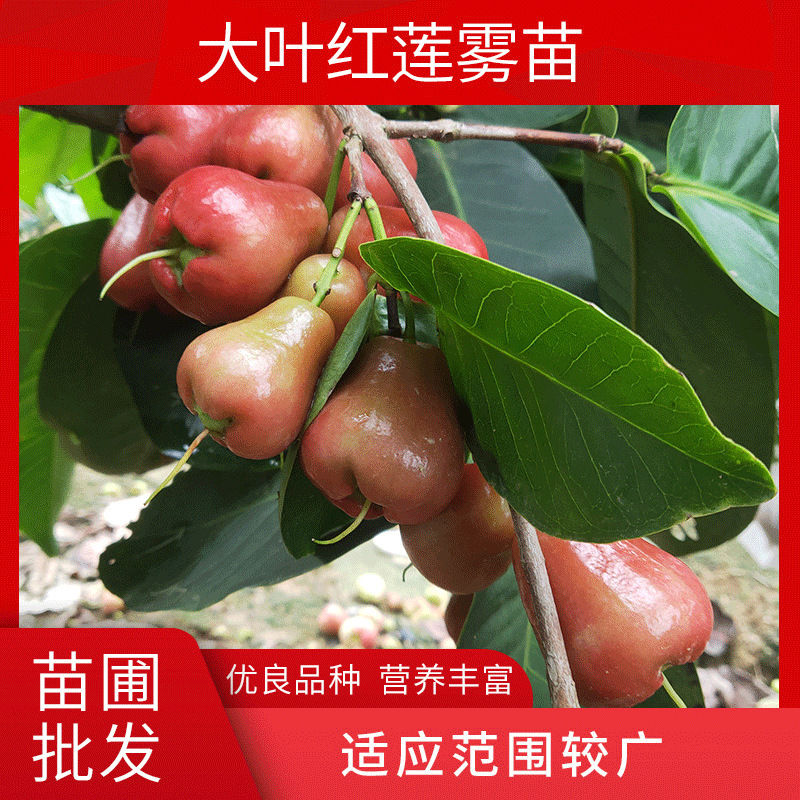 苗圃包邮批发大叶红莲雾果树苗 嫁接台农三号莲雾营养杯苗|ms