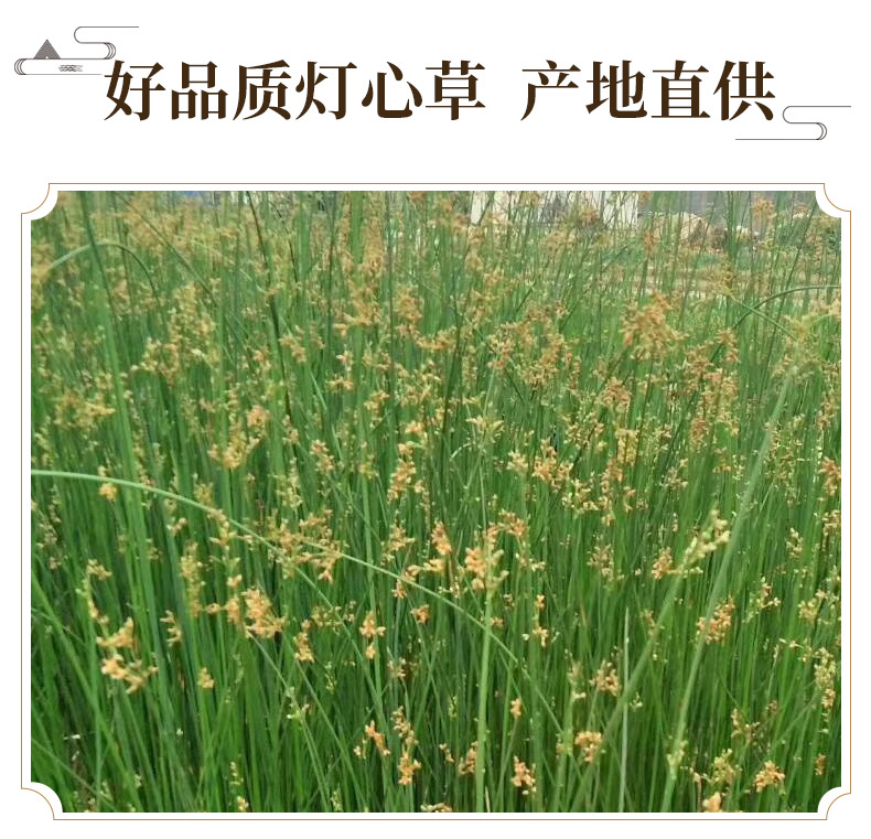 Dried Juncus Rush Deng Xin Cao 500g Natural Sun Dried Herb for Decoction and Tea key features