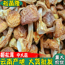 【裕菌隆】 姬松茸 云南姬松茸产地直销 巴西菇干品 中大菇姬松茸