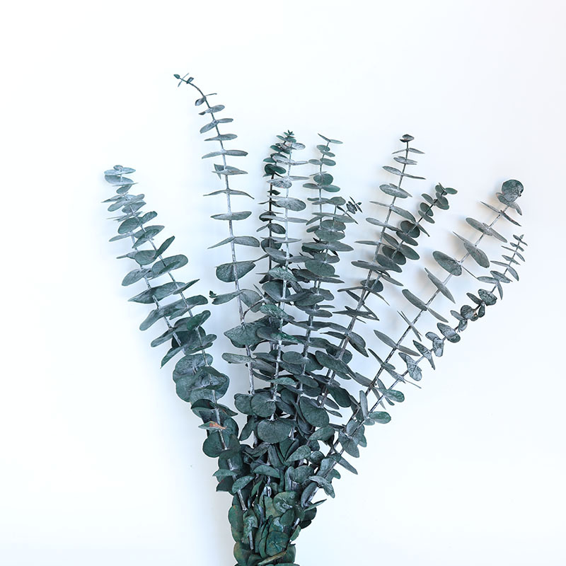 永生尤加利叶35厘米2