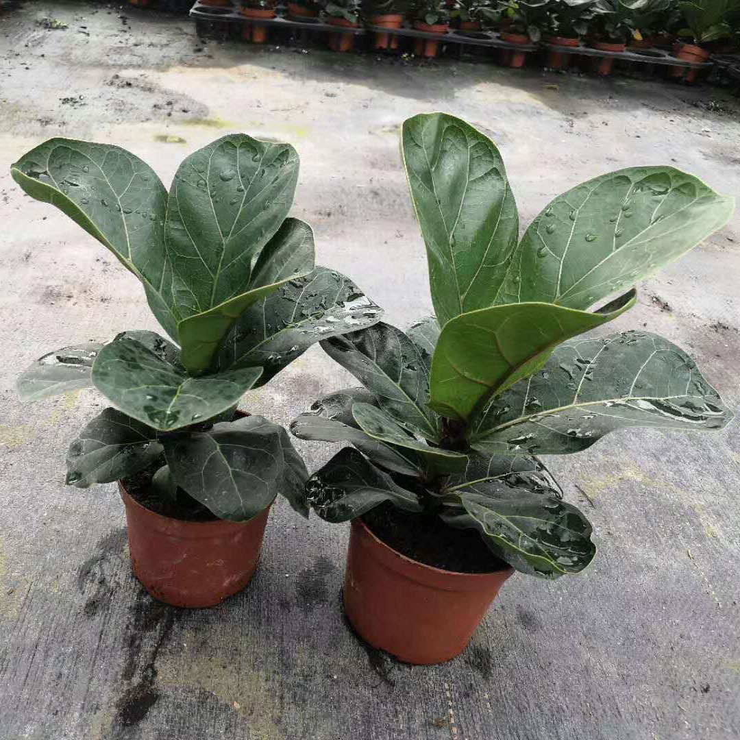 基地直供 花卉植物盆栽 居家绿植花卉 净化空气盆栽 110#芭比榕|ru