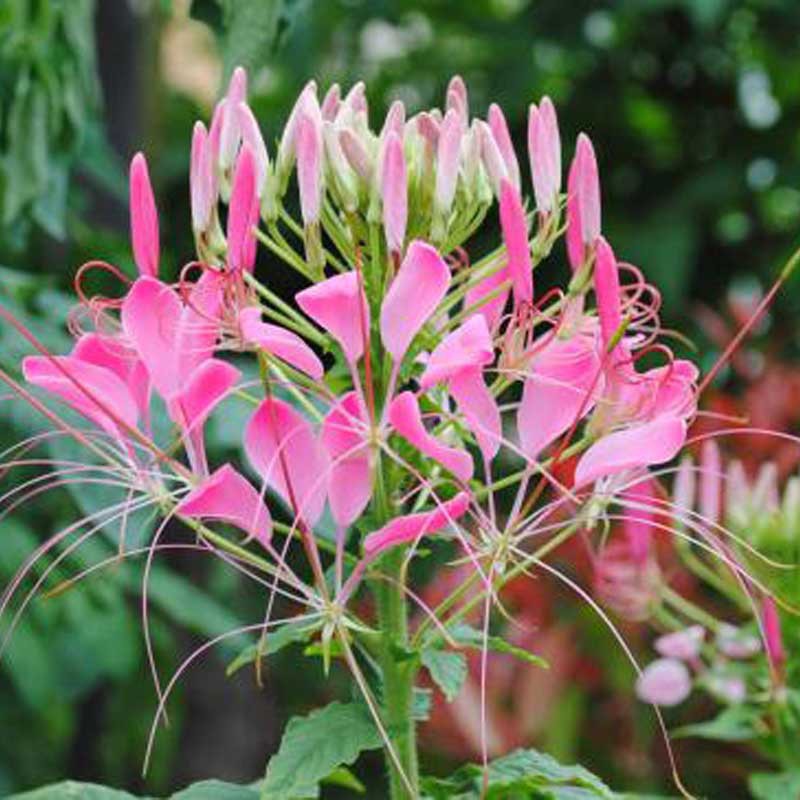 醉蝶花种子混色单色景观花海草花种子公园绿化花种籽|ru