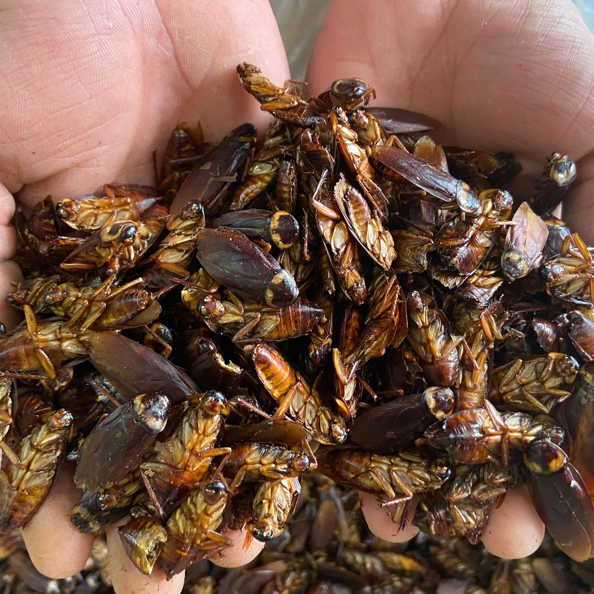 Dried Cockroach Whole Insect Yan Lang 500g Traditional Chinese Herbal Material Sun Dried specifications