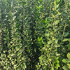 Sell Height 1 Above Hokkaido Boxwood seedlings Hokkaido boxwood Ilex crenata