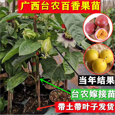 包邮批发紫香一号百香果树 南方水果鸡蛋果种树 西番莲果树|ms