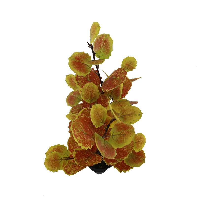 XRB-046 欧洲山杨四叉枝2.jpg