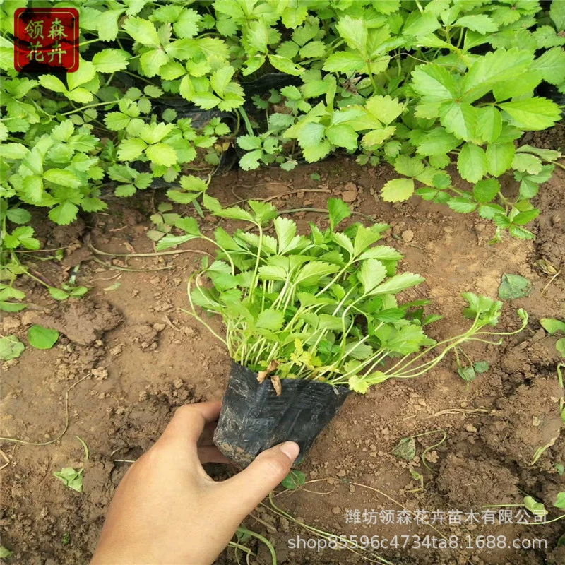 Многолетние травянистые растения, многолетние горшечные растения, рассада земляника, проект по зеленению балкона, двора, рассада земляника