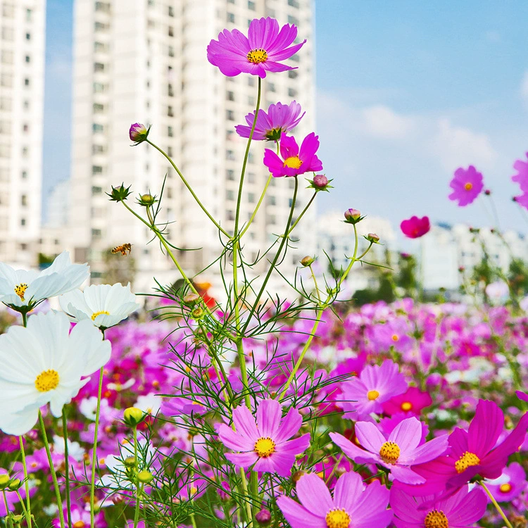 Космос хризантемы семена тутового цветка семена красочные цветочные семена четыре сезона цветения легко жить цветочные семена двор открытый семена