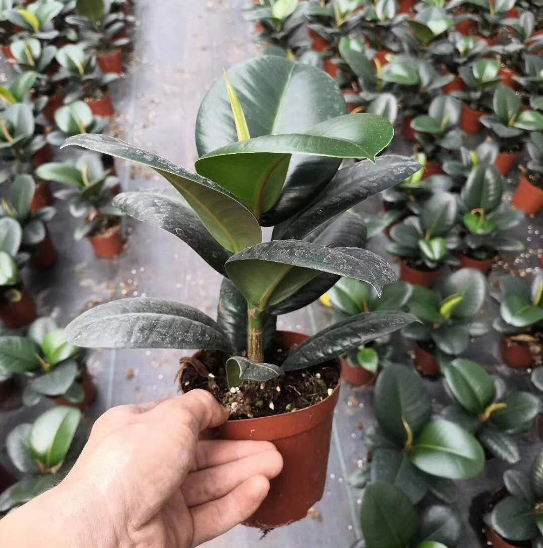 American Ficus #120 Potted Plant Air Purifying Houseplant 2