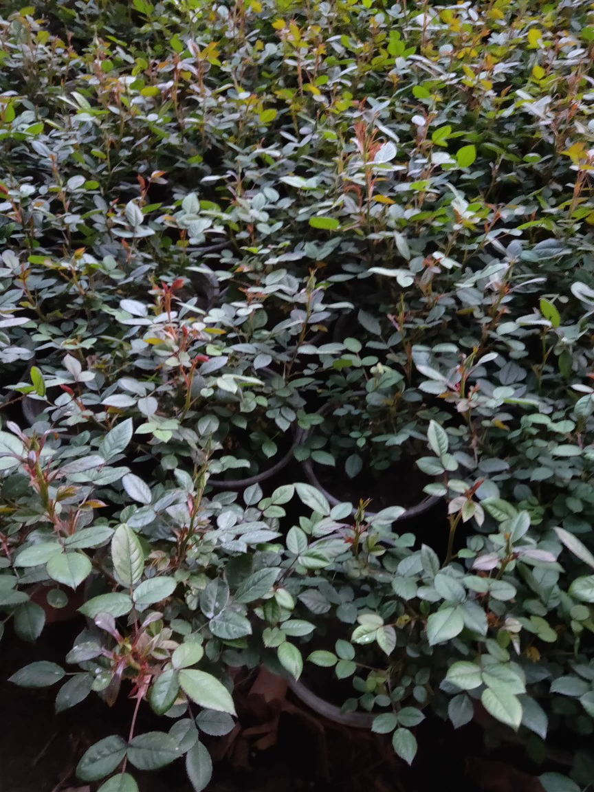 Роза Большой цветок Роза Виноград Роза Кубок питания Озеленение деревни в горшке