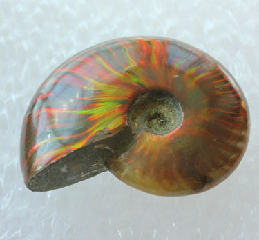 Natural colorful snails to play with, colorful snail fossils to play with, handle pieces, good luster, ammonite fossils