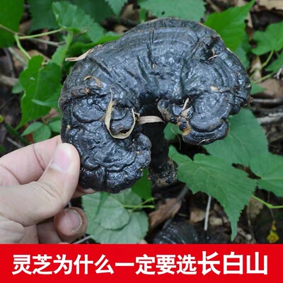 批发长白山深山黑灵芝 东北特产 整支灵芝500克/件 林芝切片一斤|ms