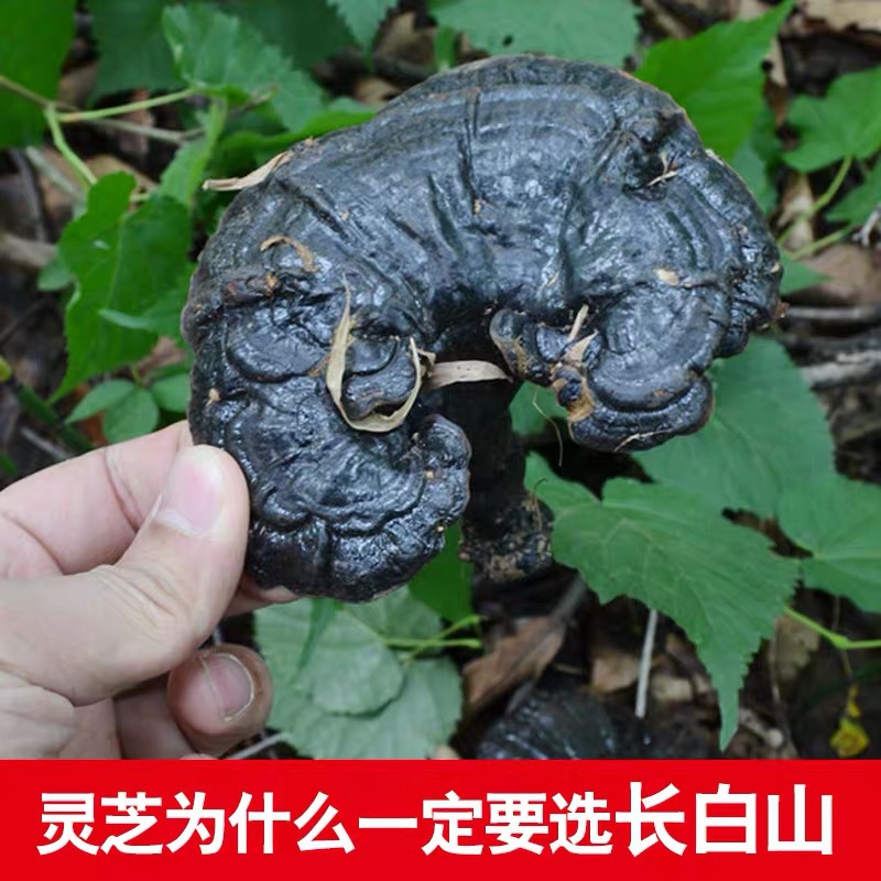 批发长白山深山黑灵芝 东北特产 整支灵芝500克/件 林芝切片一斤|ms