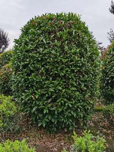 ���ش������۵ػ\�𻨴�С���й���G���쾰ֲ��