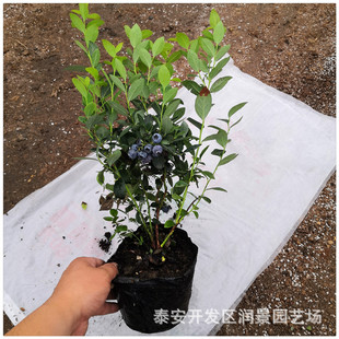 �ϸ߅��{ݮ�� ����{ݮ��r�� �I�B�����������{ݮ�������l