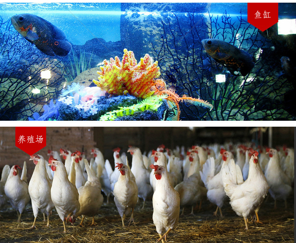 4241668226_1741934697