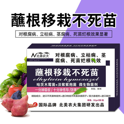 Root dipping Transplanting watermelon muskmelon strawberry Root rot Cotton tomato Rotten roots Root dipping