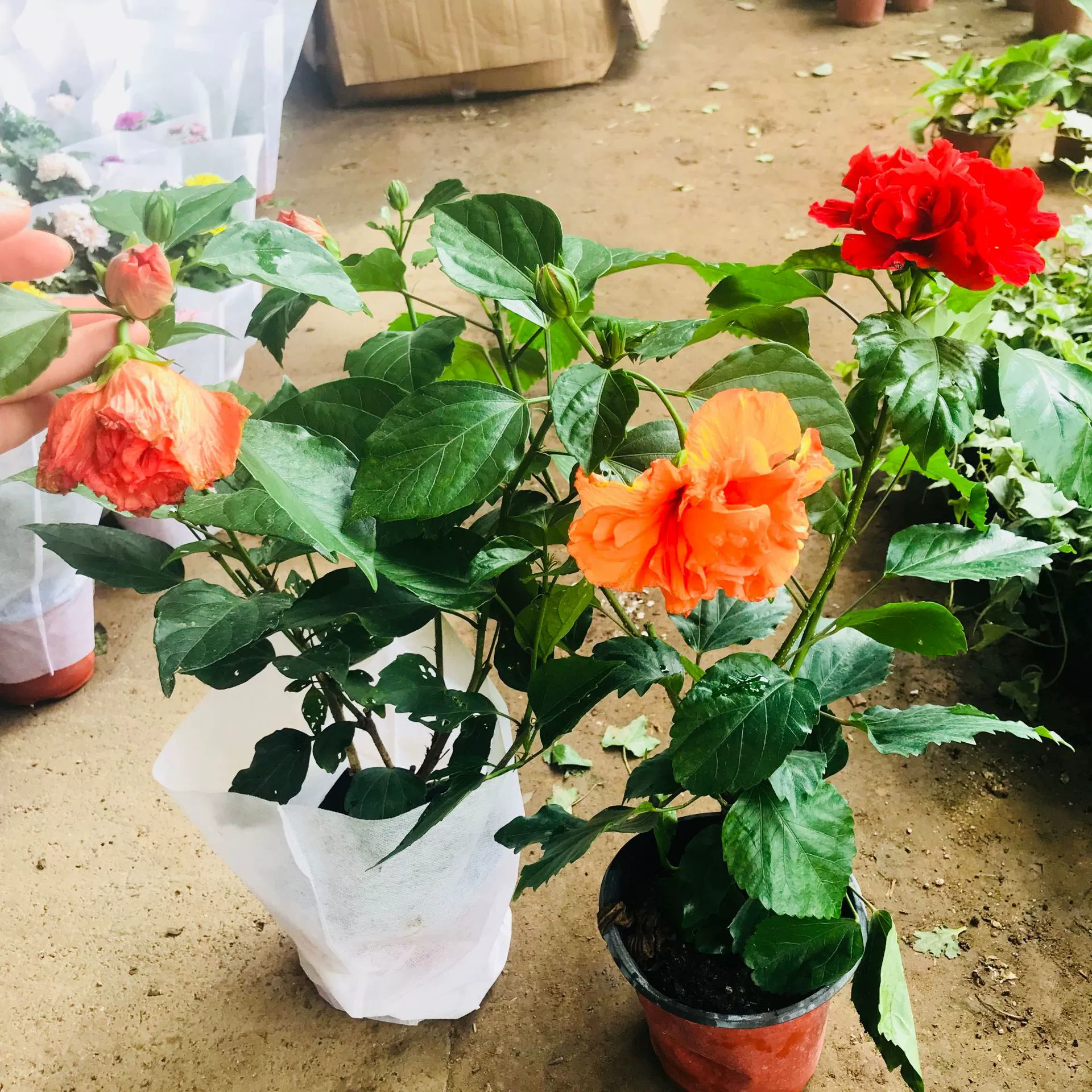 База продаж зеленых растений в горшках крытый балкон двор древесные растения очистка воздуха Цветочные растения цветы гибискуса