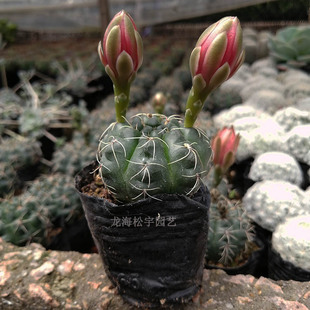 Zhangzhou Succulent Plant Cactus Wholesale Feihua Jade about 3-4cm Florals and Green Plants Potted Gardening