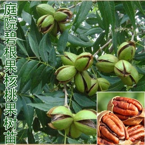 Walnut Tree New varieties U.S.A Pecan Sapling grafting Walnut seedlings Then Result North and South Four seasons plant