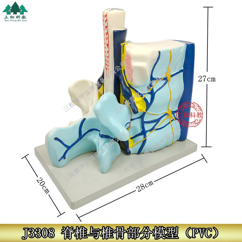 脊椎与椎骨部分模型 脊髓 生物教学仪器 椎骨和脊髓脊神经关系