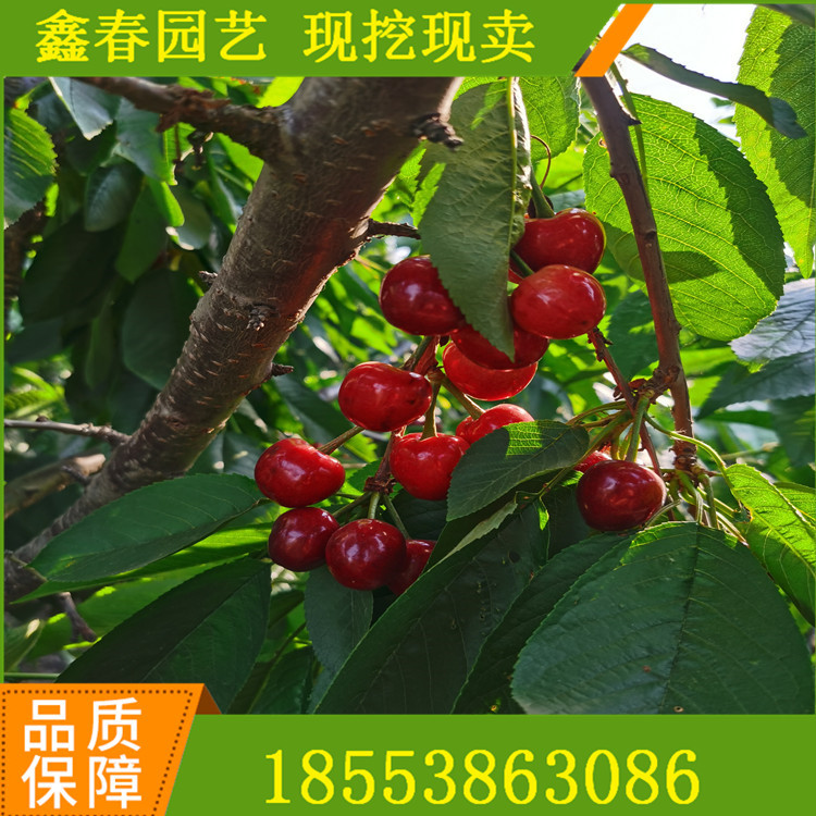 基地直供齊早櫻桃樹苗吉塞拉矮化大櫻桃苗早熟車厘子大櫻桃樹苗